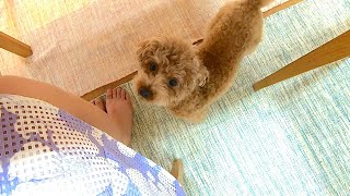 犬の「眠たいアピール」が独特すぎて可愛かったｗ【トイプードル】