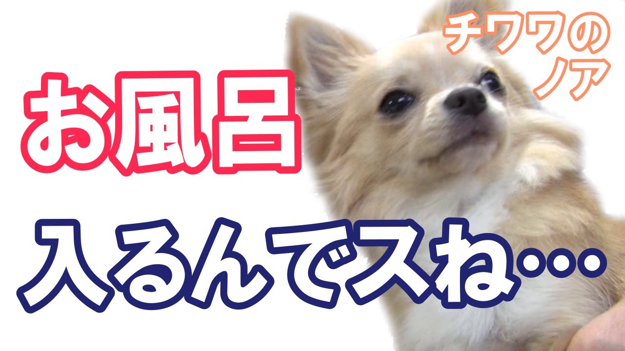 そりゃ当然 お風呂に慣れてないチワワと飼い主がシャンプーした結果 ある結論に チワワのノア 107 犬動画のイヌドーガ