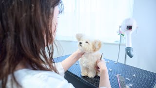 Teacup poodle baby's first grooming. Her big prick ears are so cute!!