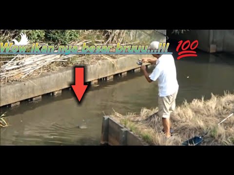 null hypothesis Di spot kecil ini ternyata ada ikan besar!!! Strike ikan gurame