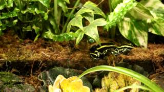 Лягушки древолазы, ухаживание, половое поведение, Dendrobates frogs https://vk.com/dendrobates Лягушки древолазы, ухаживание, половое поведение, Dendrobates frogs https://vk.com/dendrobates