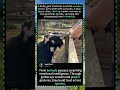 Why This Goat Keeps Licking Its Lips 🐐(Farm Magic) #Shorts #cute goat#farm animals#goat licking lips