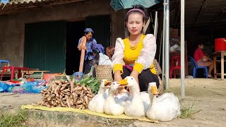 Harvesting ginger and ducks to the market to sell - water repair - Lý Thị Sai