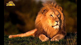 Лев- царь зверей. Из жизни животных в дикой природе.