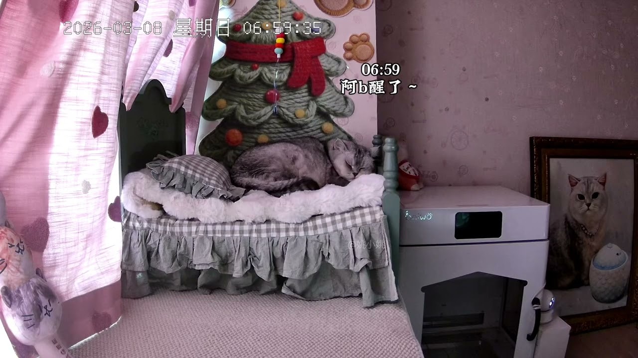 Two Charming Cats Sleep Early Tonight: Witness Their Sweet Dreams