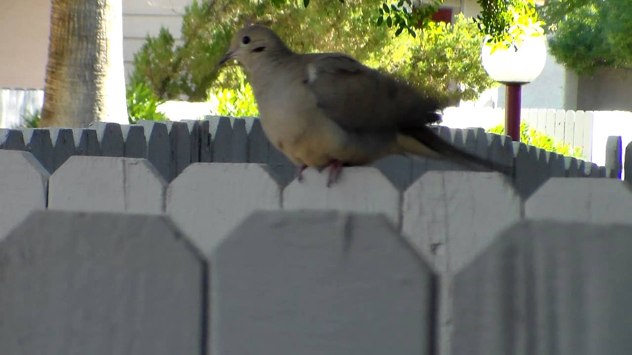 Mourning Dove (Zenaida macroura)