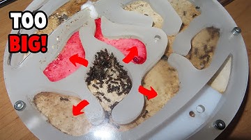 When Should I Move My Ant Colony?