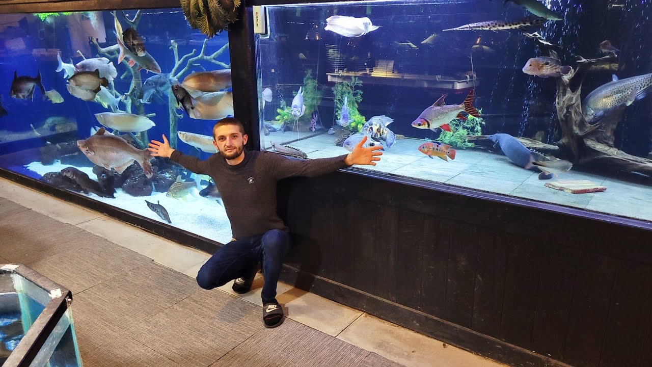 Пять лучших рыб-монстров для тропического пруда