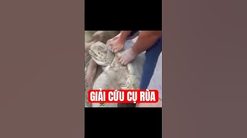 Một cụ rùa biển bị cát bùn vùi lấp sâu, sắp ngạt thở vì thiếu oxy may mắn được cứu sống kịp thời