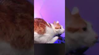 Next Video Sneak Peek #cats