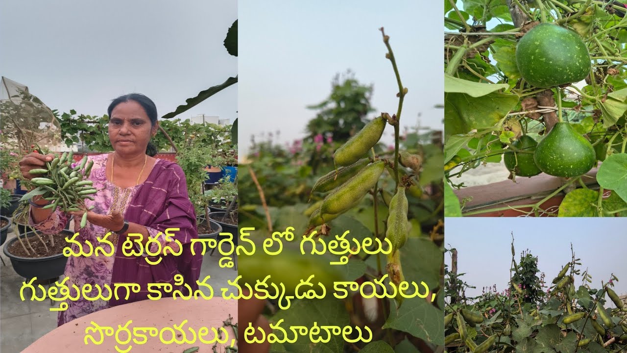 గుత్తులు గుత్తులుగా కాసిన చిక్కుడు కాయలు, టమాటాలు మరియు సొర్రకాయలు....