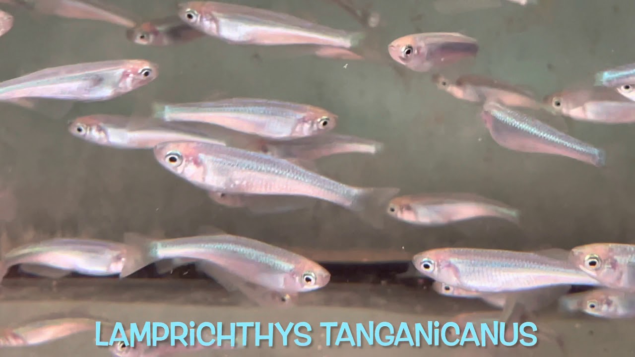 Lamprichthys tanganicanus