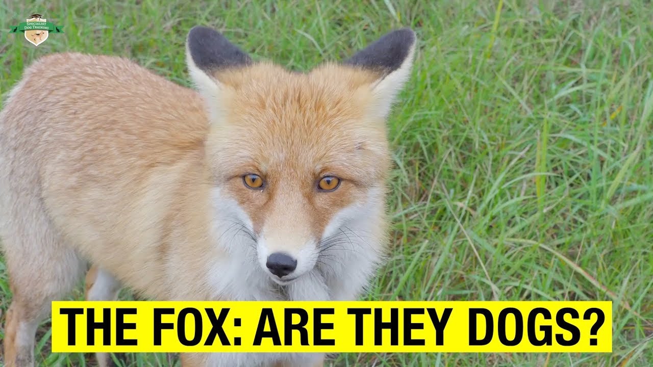 are fox related to dogs