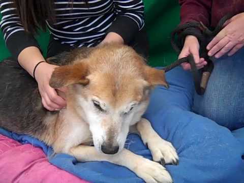 dog adoption mauritius A4977987 Walt | German Shepherd