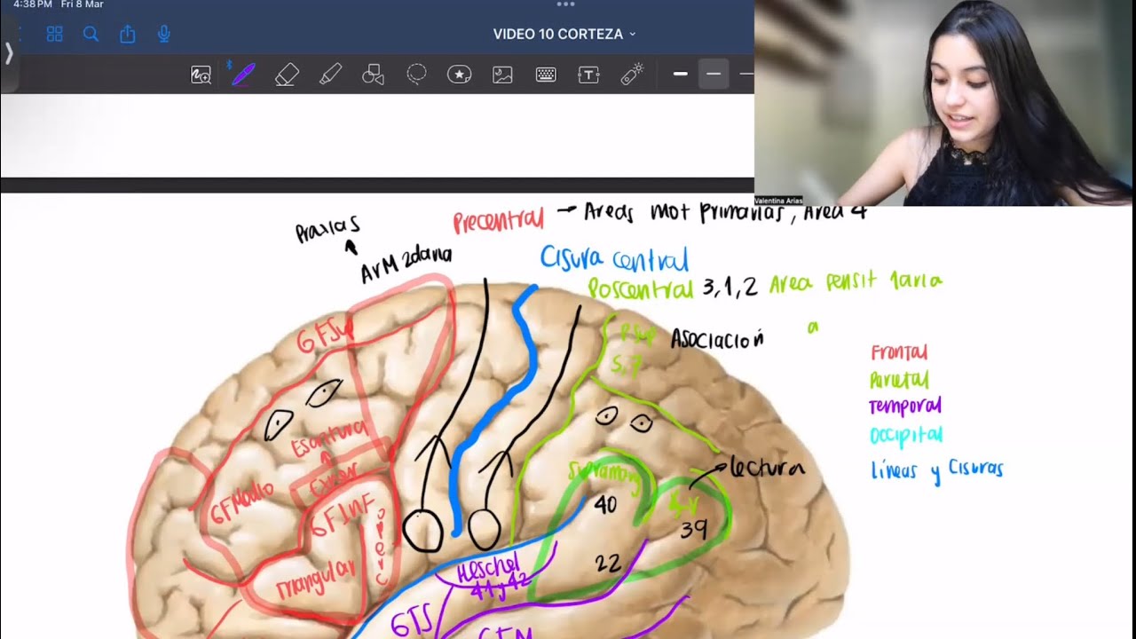 PARTES DE LA CORTEZA CEREBRAL