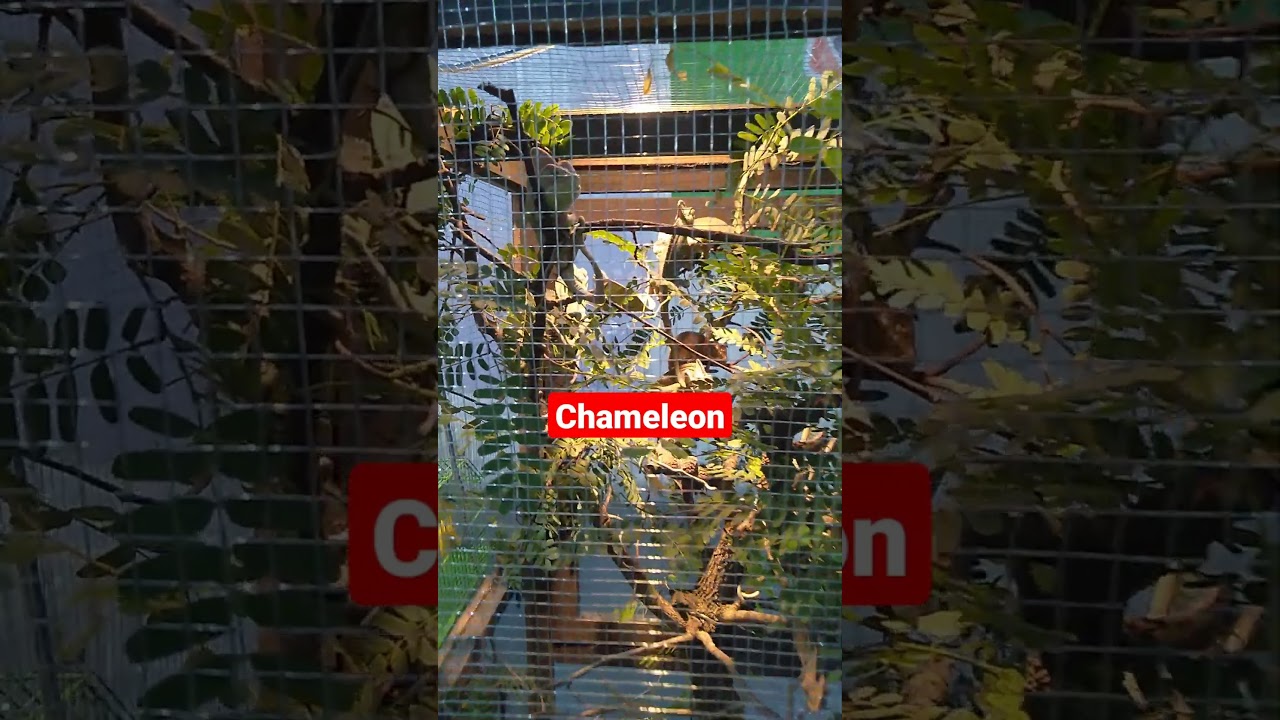 #chameleon