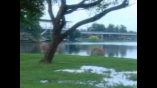 Burung putih - Dewi persik
