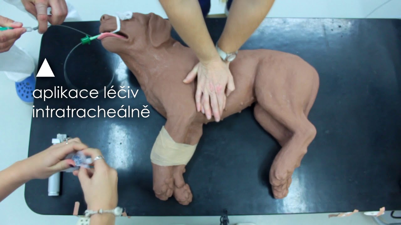 Kardiopulmonální resuscitace - Urgentní medicína v praxi malých zvířat (CZ)