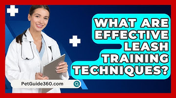 What Are Effective Leash Training Techniques? - PetGuide360.com