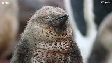 Penguin chicks fight for survival after trekking across Antarctic wastelands in new BBC series