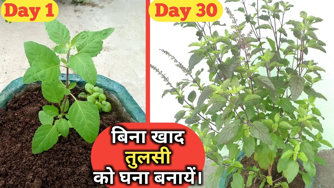 केवल एक महिने में तुलसी इतनी घनी हो जायेगी। How to grow