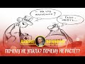 Почему не упала? Почему не растёт?