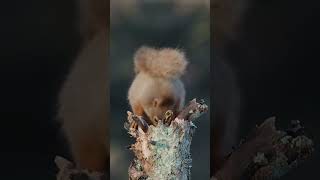 Feeding Red Squirrel