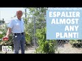 How to Espalier Fruit Trees and Almost Any Plant (4 Easy Steps!)