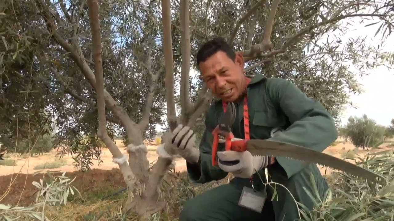 تشبيب أشجار أمشلال وشرح الأغصان التي تعدت 3 سنوات من منطقة جرسيف 0672661830