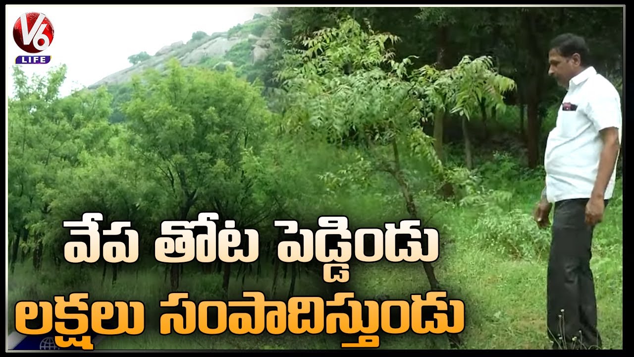 Farmer Srinivas Reddy Cultivate Neem Trees In 10 Acres | V6 Life