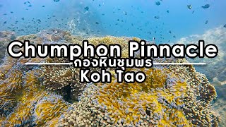 Scuba Diving at Chumphon Pinnacle (กองหินชุมพร) Koh Tao 2021 | Underwater Video  - MaewPerSync