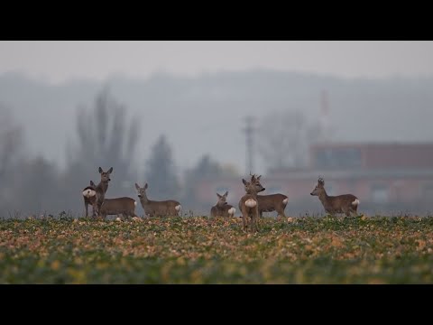 M5 TV – Erdei utakon – Reviczky Gáborral – 2023/47. adás – 2023.11.26.