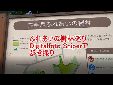 樹林をDigitalfoto Sniperで歩き撮り