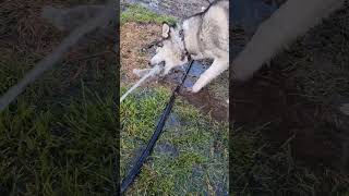 Чим би дитя не ...#сад #husky #farming