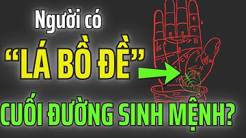 Chiếc Lá Bồ Đề Cuối Đường Sinh Mệnh – Dấu Ấn Của Người Mang Căn Tu Và Trí Tuệ Giác Ngộ