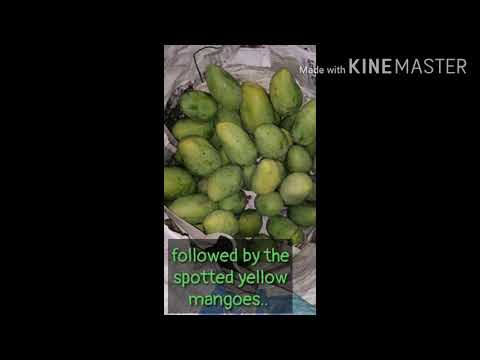 Cara matang mangga di rumah?