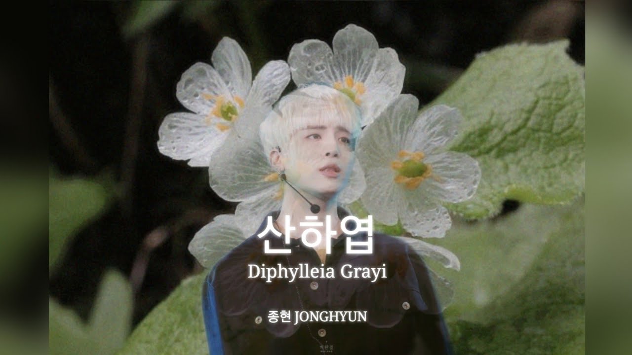 젖을수록 투명해지는 꽃, 산하엽Skeleton flower(Diphylleia grayi) - 종현(JONGHYUN) |솜리 ...