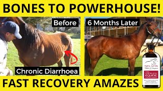 Chronic Diarrhoea Cured How To Treat With Selvita Equine For Natural Peak Health