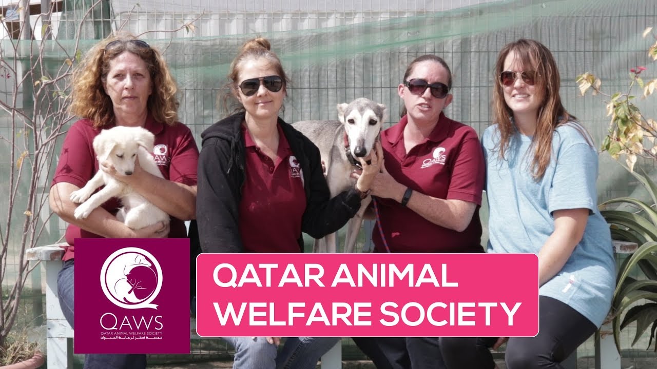 ILQ visits Qatar Animal Welfare Society (QAWS)