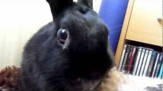 Rabbit attacks owners forehead by Yvonne G Witter 424 views 12 years ago 1 minute, 23 seconds