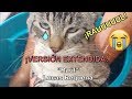 "¡Raúl!" (versión extendida) | Lucas Requena - ¡Gatos cantando a Raúl!