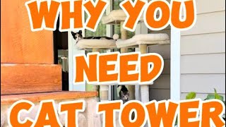 The BEST CAT TOWER! |CAT TREE |Cat Kingdom