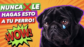 Tu perro nunca se perderá con estos gadgets - Yo Animal