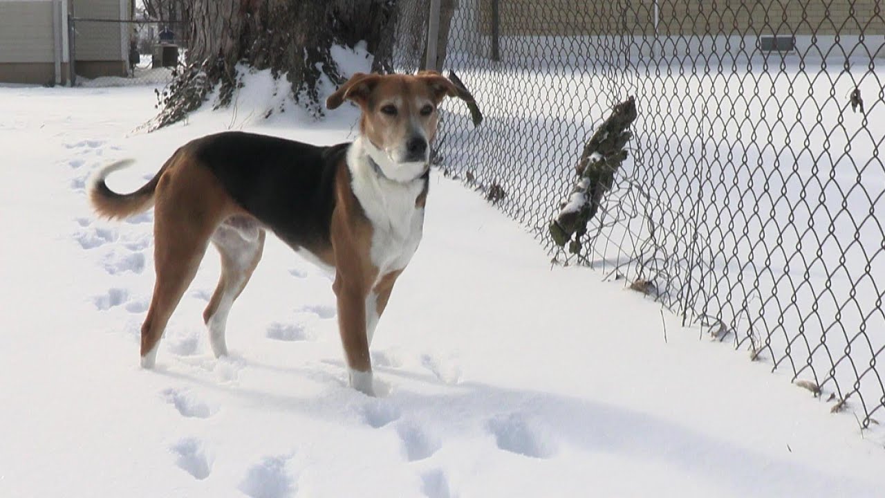 Hound Dog Bark Free Sound Effect YouTube