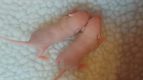 Telling the Boys from the Girls in four day old baby mice