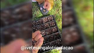 Marina Sangalo Ajuda o Papai a Plantar