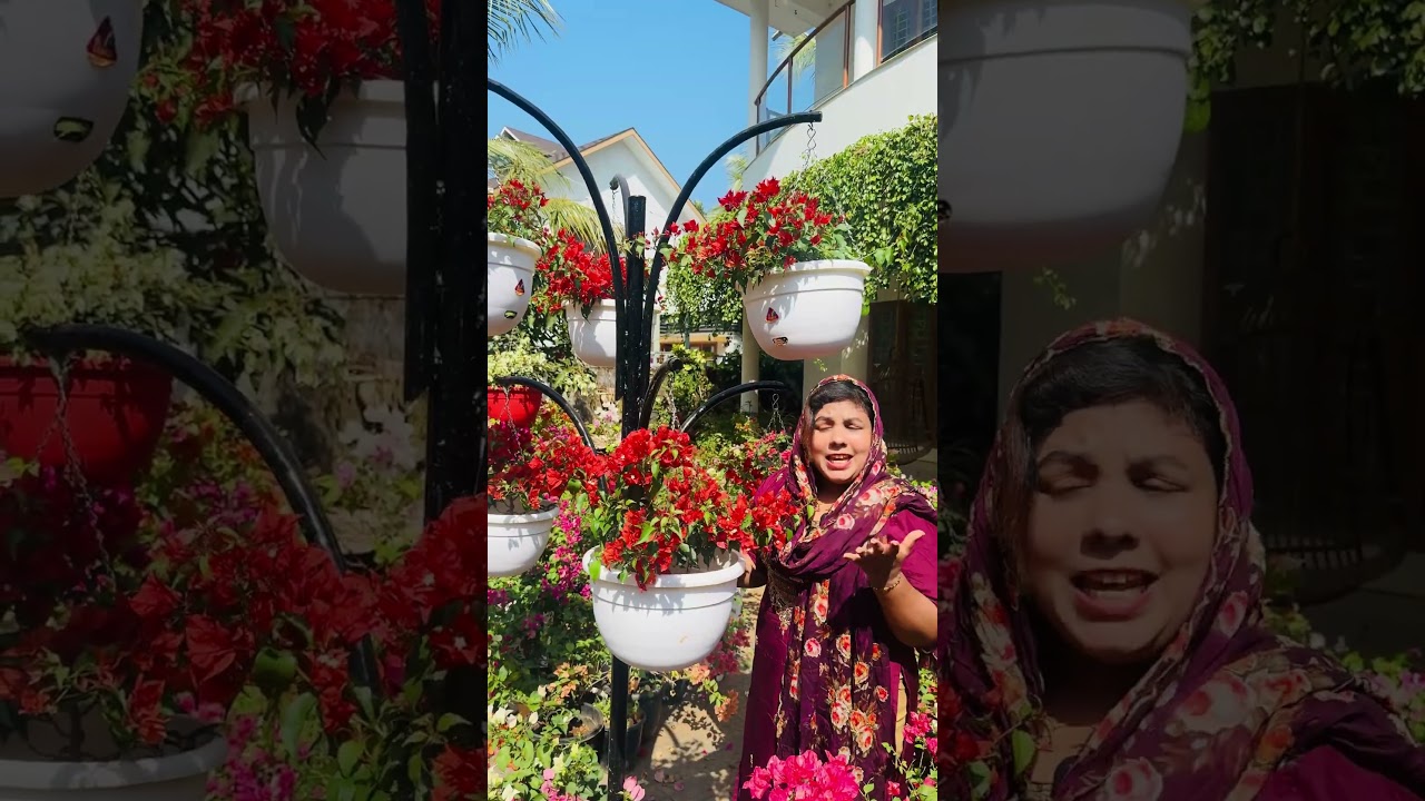 Hanging പോട്ടിൽ സെറ്റ് ചെയ്ത flame red വില്പനയ്ക് 💕