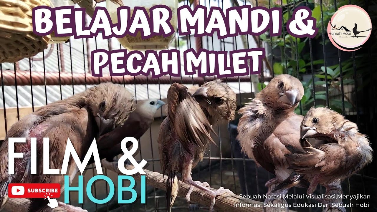 Harga Burung Emprit Kaji Anakan: Informasi Lengkap dan Update