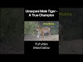 Umarpani Male Tiger – A True Champion #tiger #tigerreserve #tigerconservation #tigersofindia