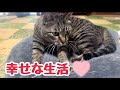 猫との生活はフミフミしたり警戒したり大集合したりと毎日飽きません
